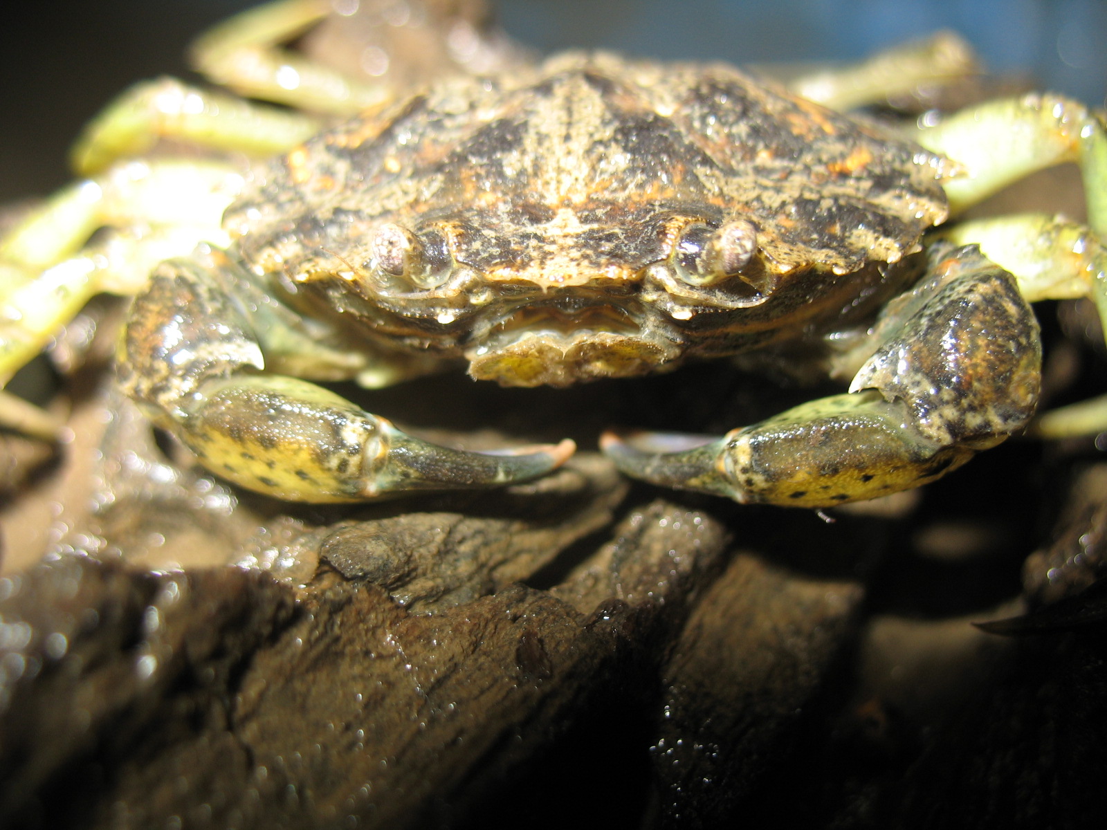 green crab on log