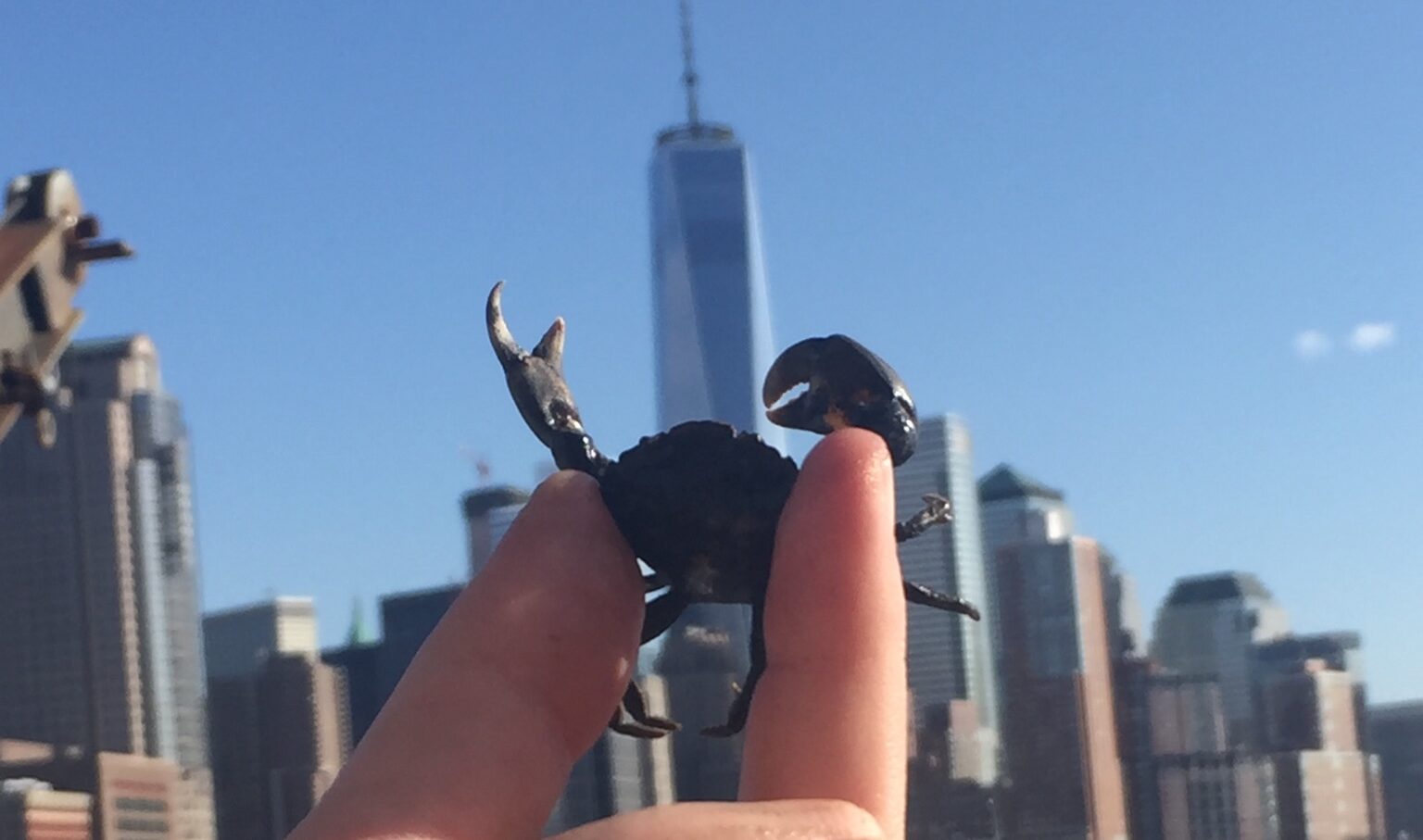 crab held by hand in front of Lower Manhattan skyline