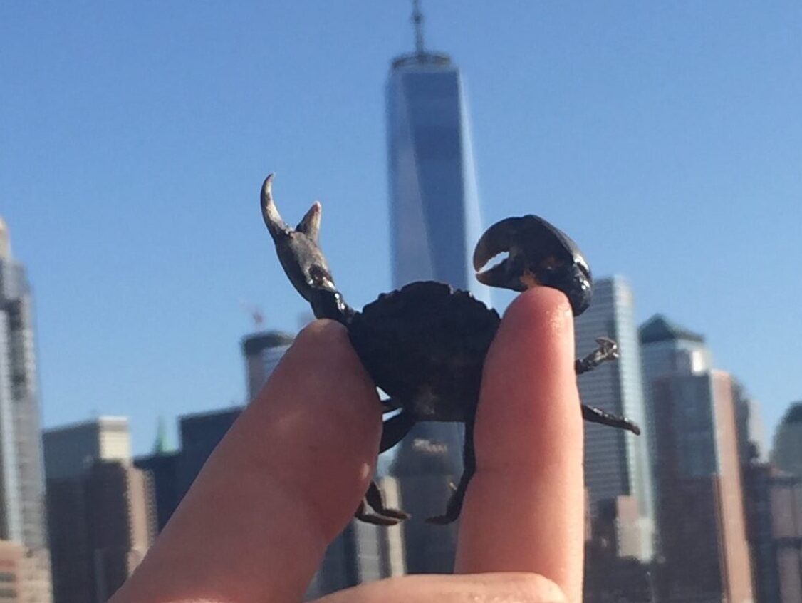 crab held by hand in front of Lower Manhattan skyline