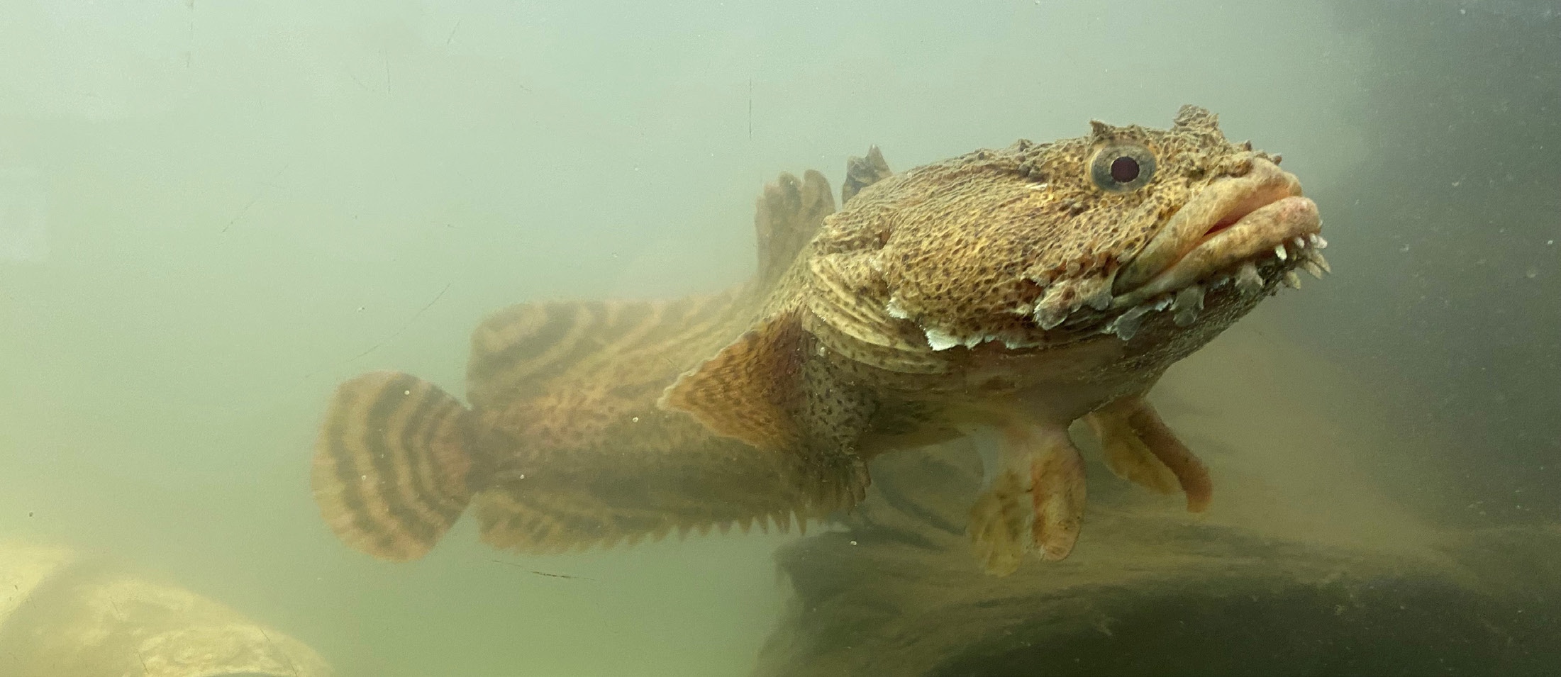 An Oyster Toadfish swimming in the Hudson River