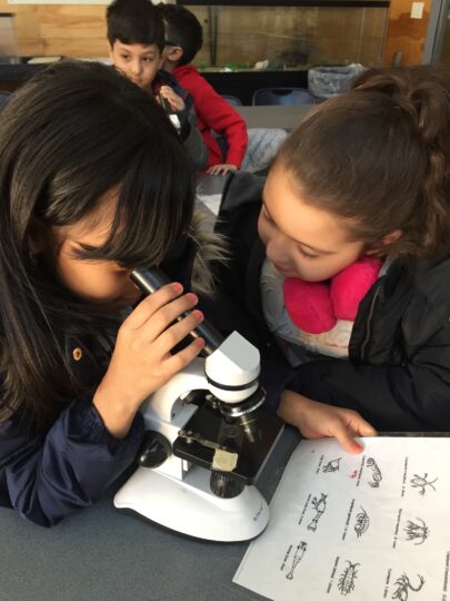 One student looking through a microscope while another student looks on