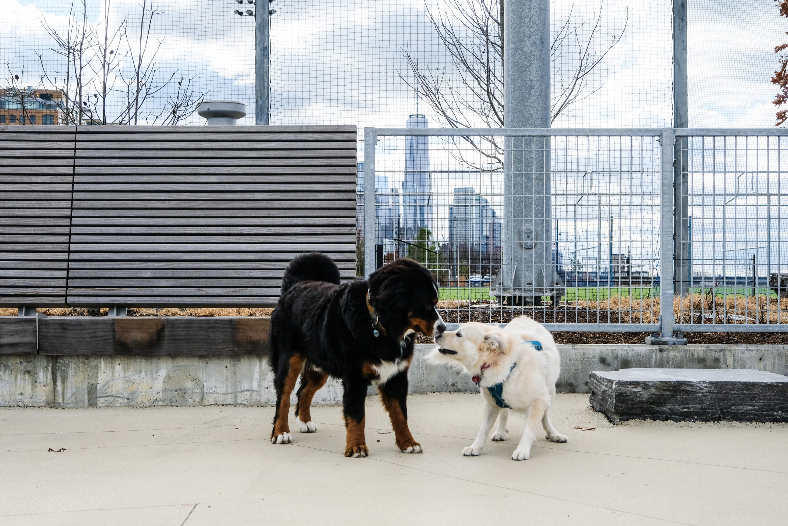 A Bernese Mountain Dog and a Labrador mix greet each other at the Gansevoort Peninsula Dog Park. One World Trade Center is visible in the distance.