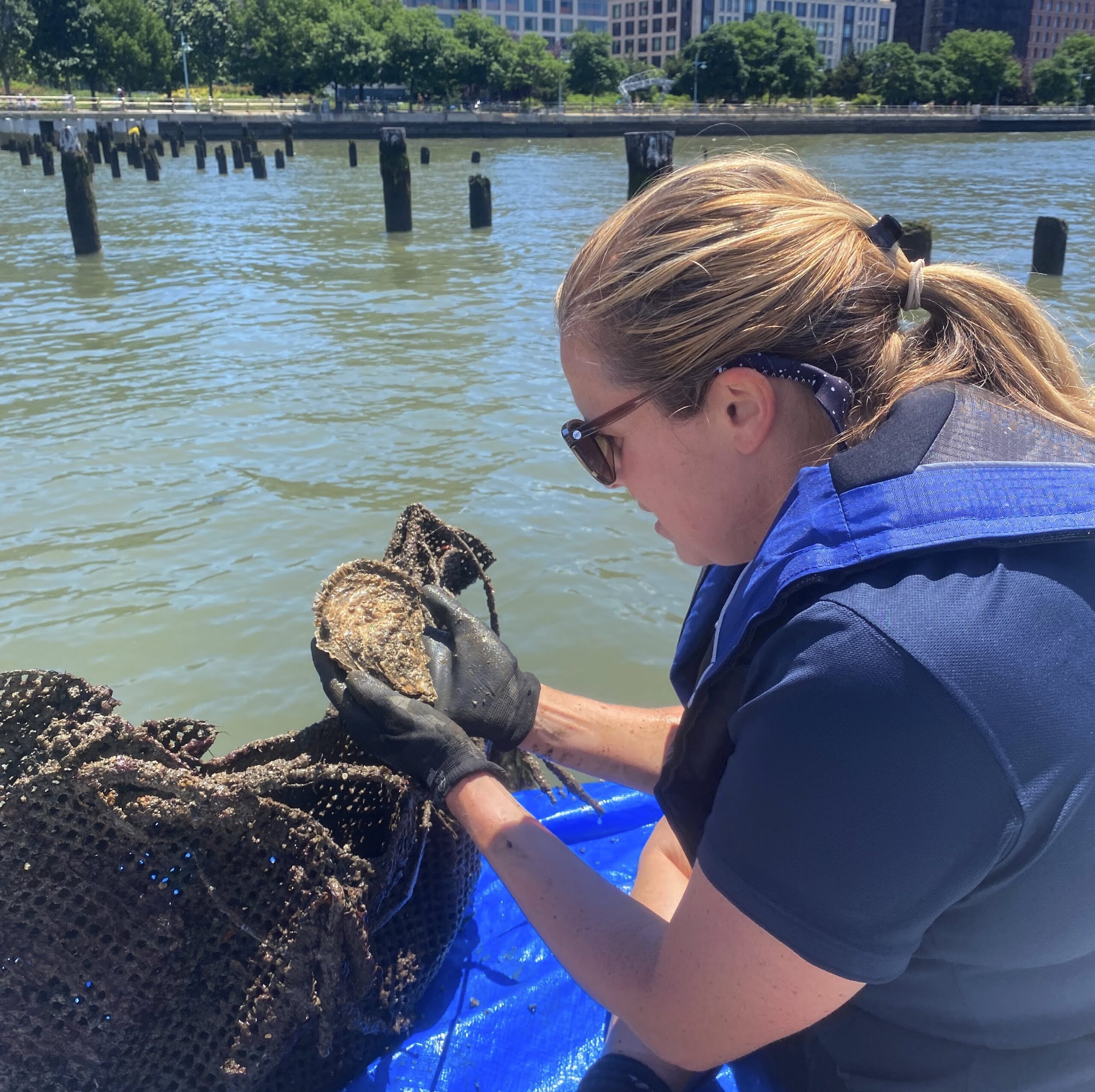 A Hudson River Park River Project staffer examining an oyster