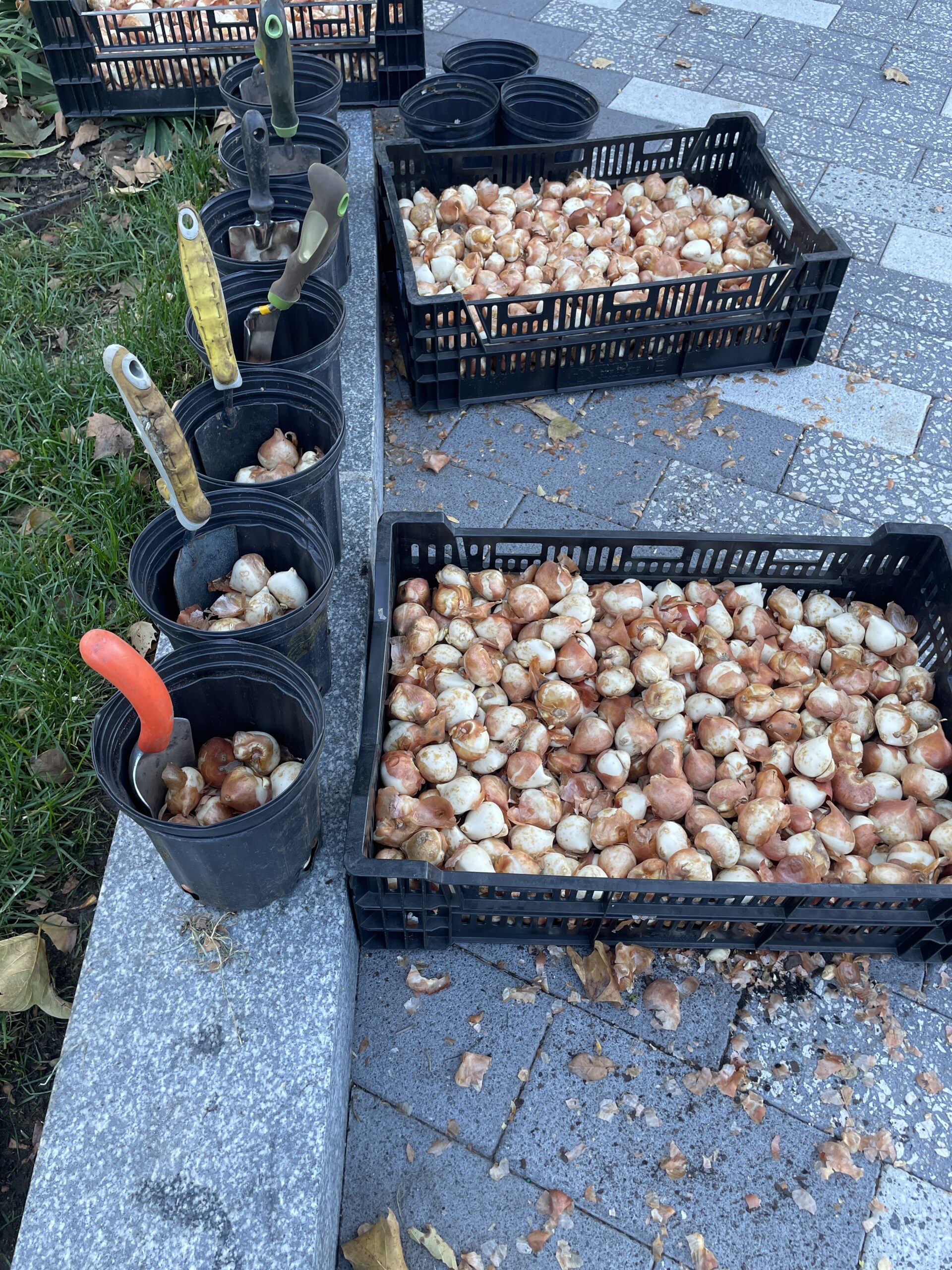 Containers and small buckets of plant bulbs