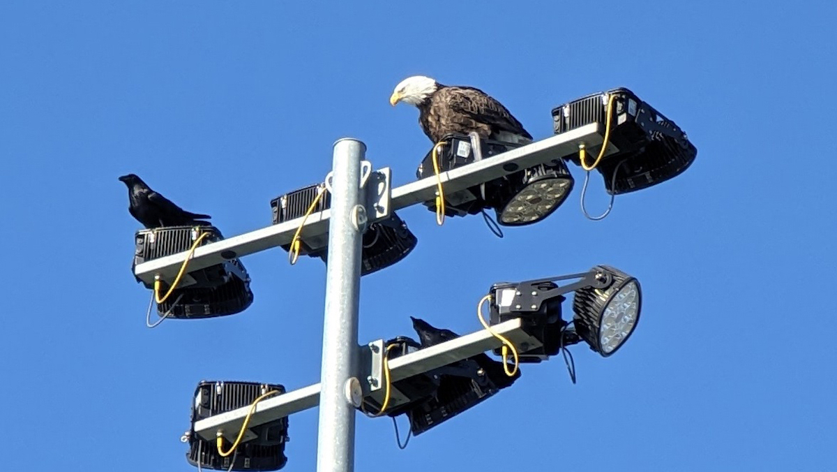 A bald eagle and a crow perched on a light fixture