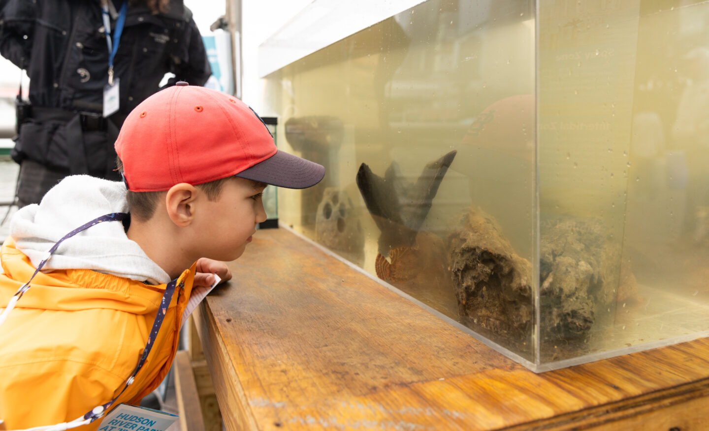 A boy looks into an aquarium tank with Hudson River wildlife inside