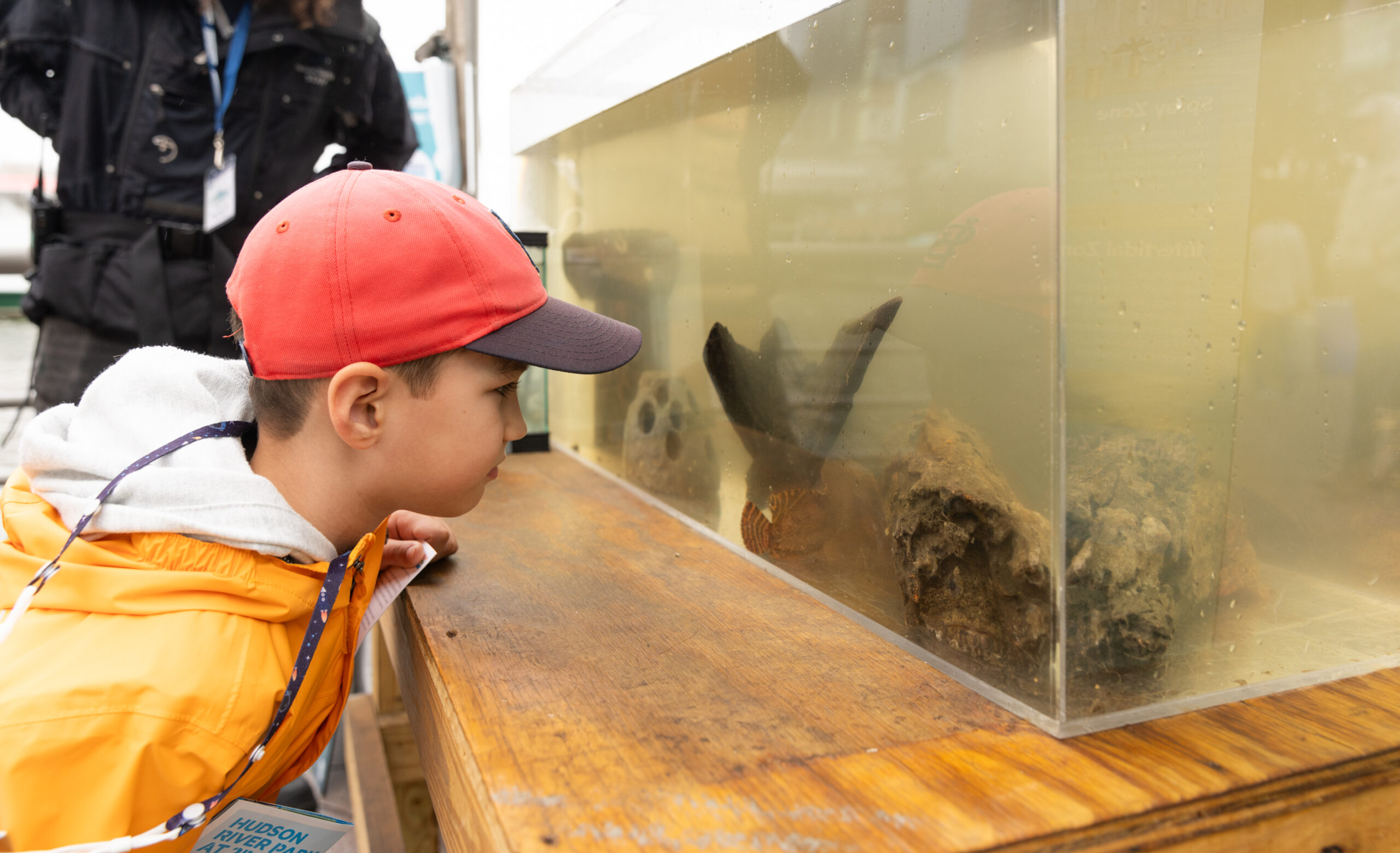 A student peers into an aquarium tank at SUBMERGE Marine Science Festival