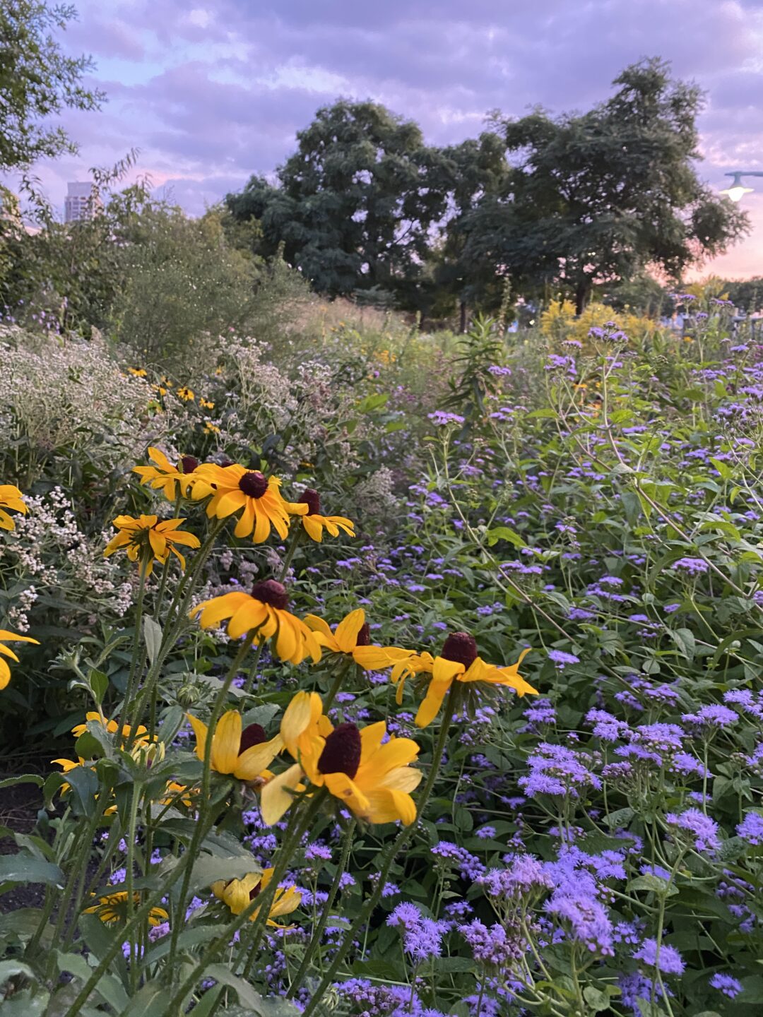 Purple and yellow flowers in a Park garden at sunset