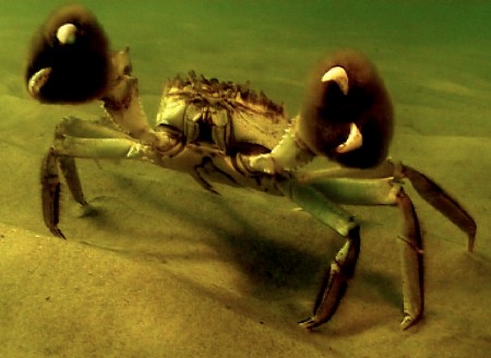 A Mitten Crab standing on sand underwater
