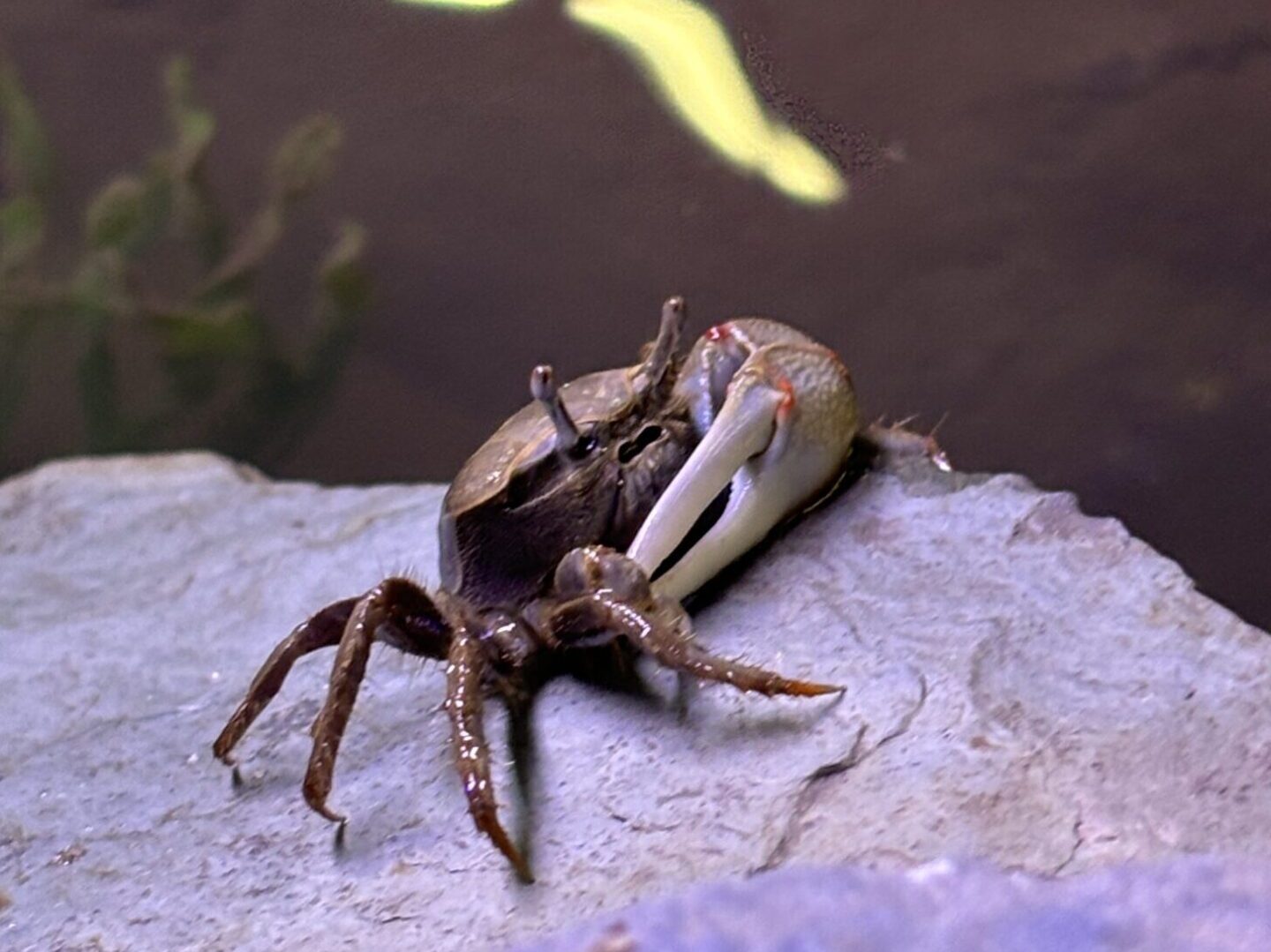 An Atlantic Marsh Fiddler Crab standing on a rock