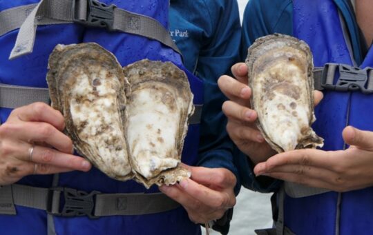 Two HRPK River Project staffers hold three oysters