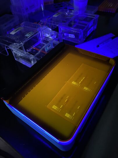 An electrophoresis tank showing the results of an environmental DNA test