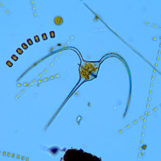What Triggers the Hudson River’s Spring Plankton Bloom?