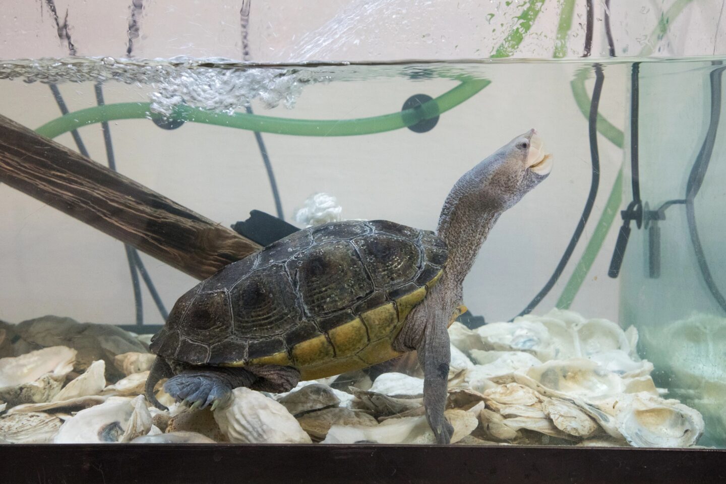 A diamondback terrapin stretching out its neck in an aquarium tank at the Pier 40 Wetlab