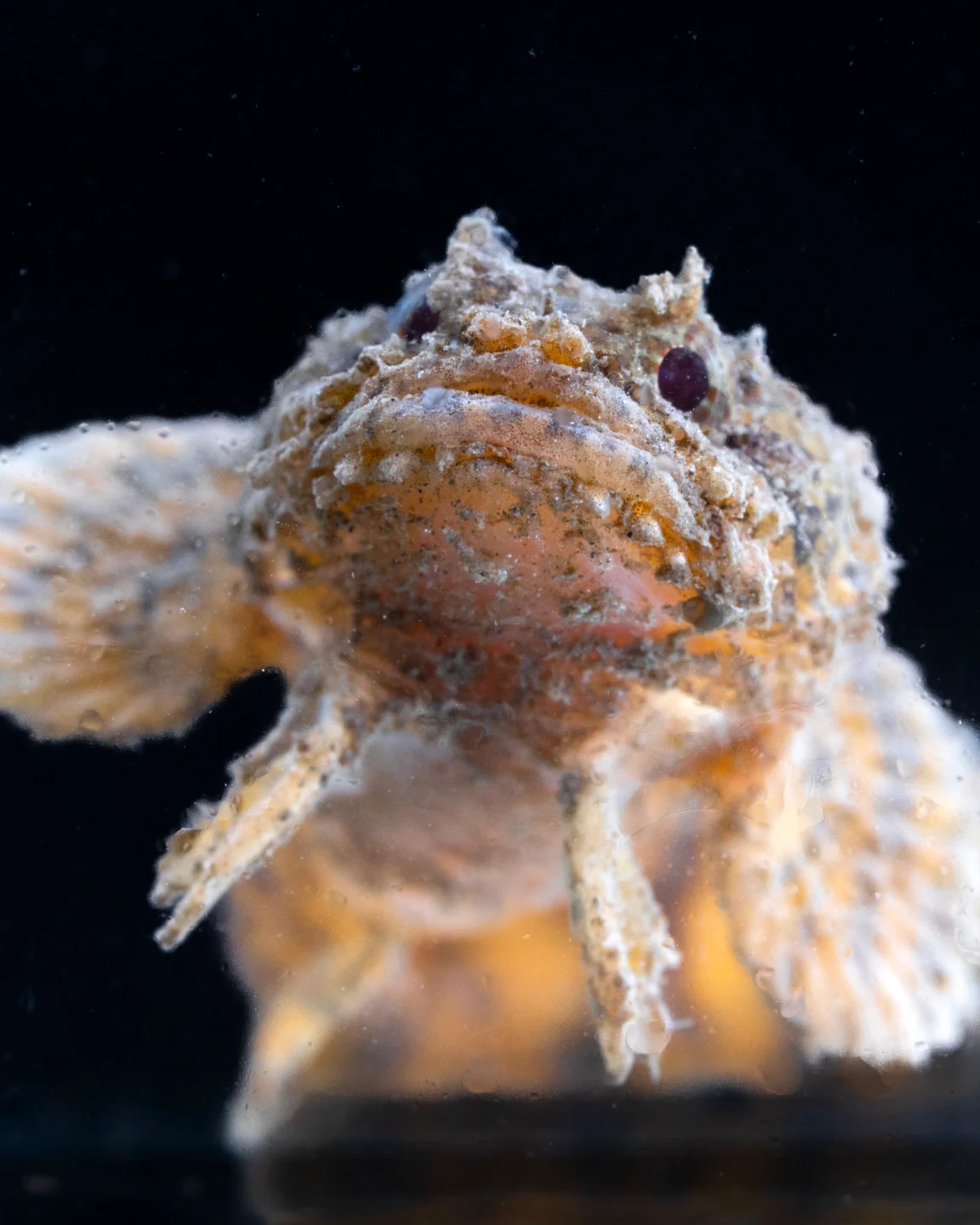 An oyster toadfish in an aquarium tank