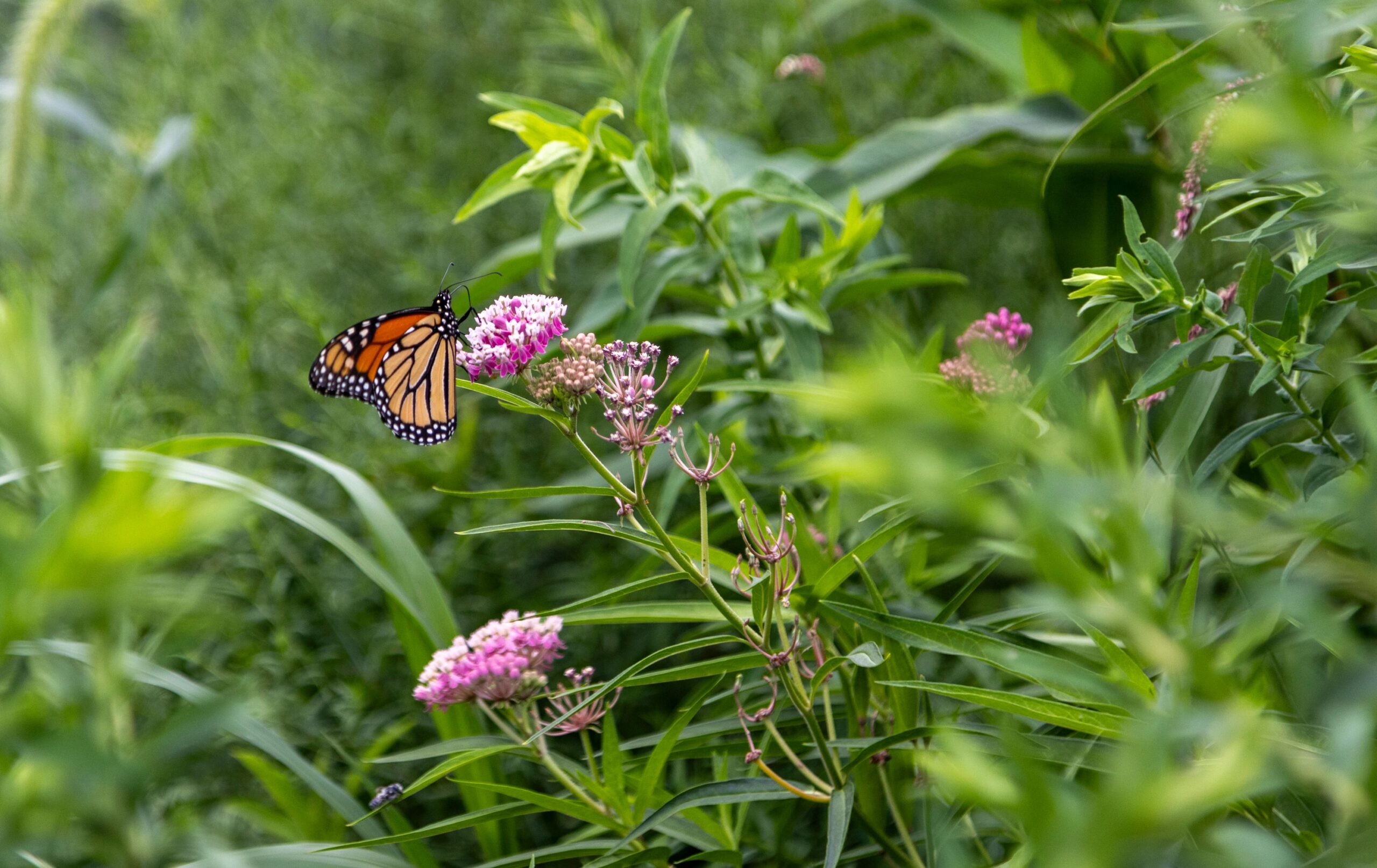 A monarch butterfly perched on a pink-purple flower in Hudson River Park's Habitat Garden in Chelsea
