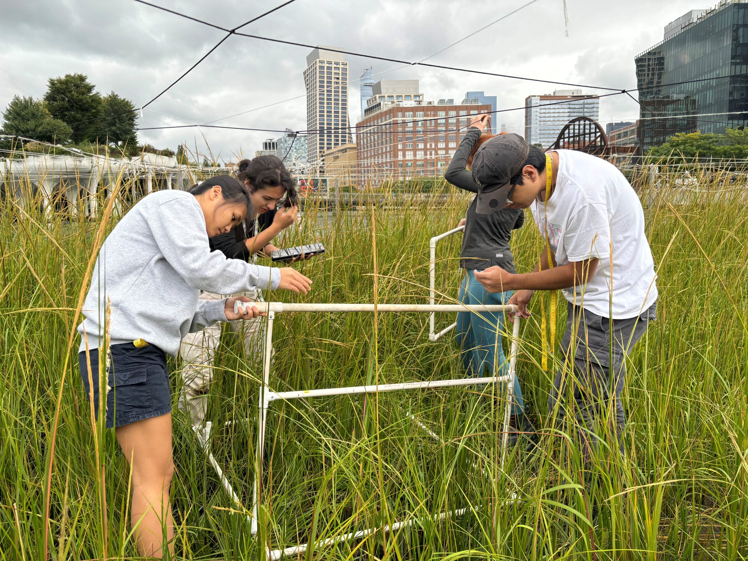 Researchers place a recording device in the Gansevoort Peninsula Salt Marsh