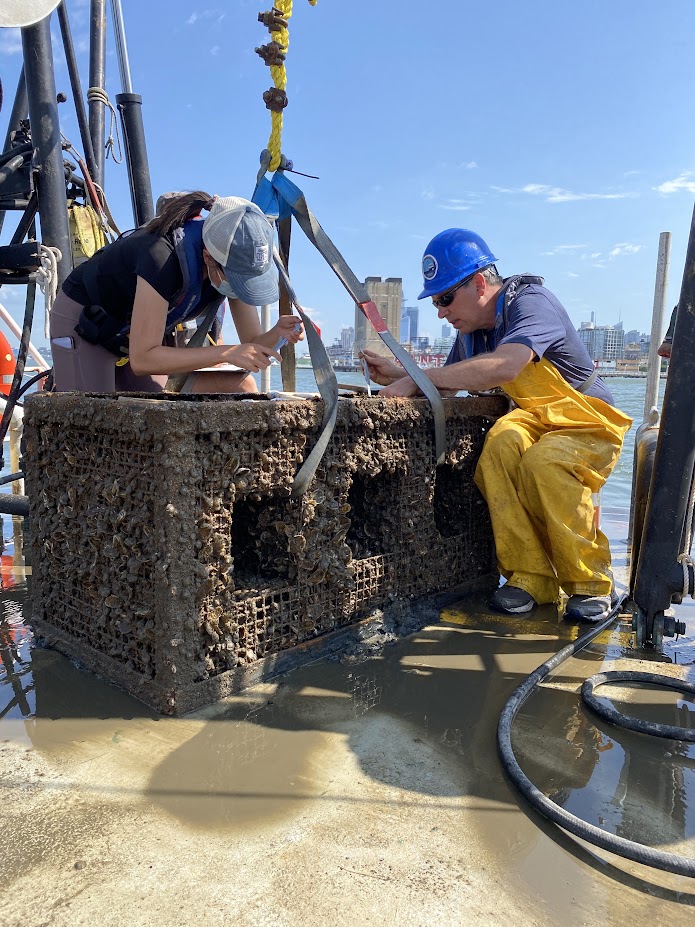 Researchers inspect a gabion pulled from the Hudson River in Tribeca