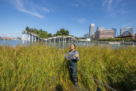 A researcher stands in the Gansevoort Peninsula Salt Marsh during a site visit