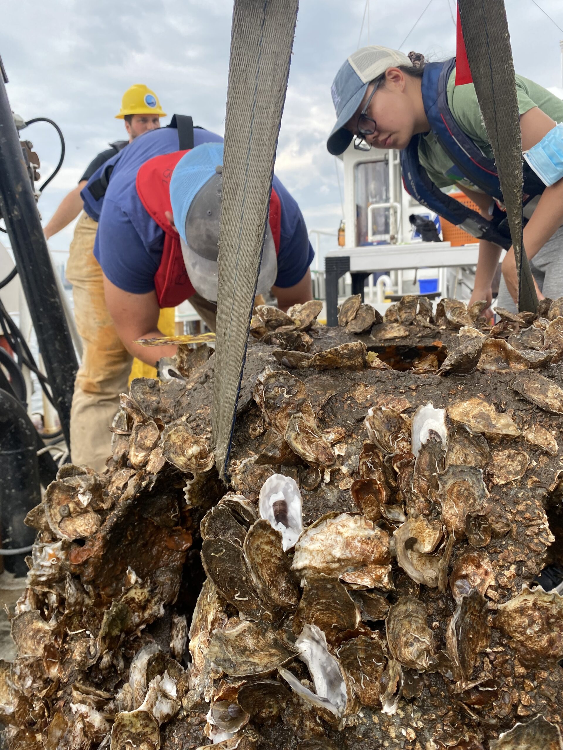 Researchers inspect oysters on a reef ball