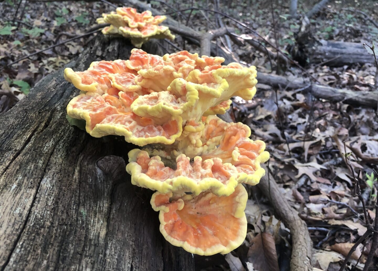Fungus, yellow and orange color