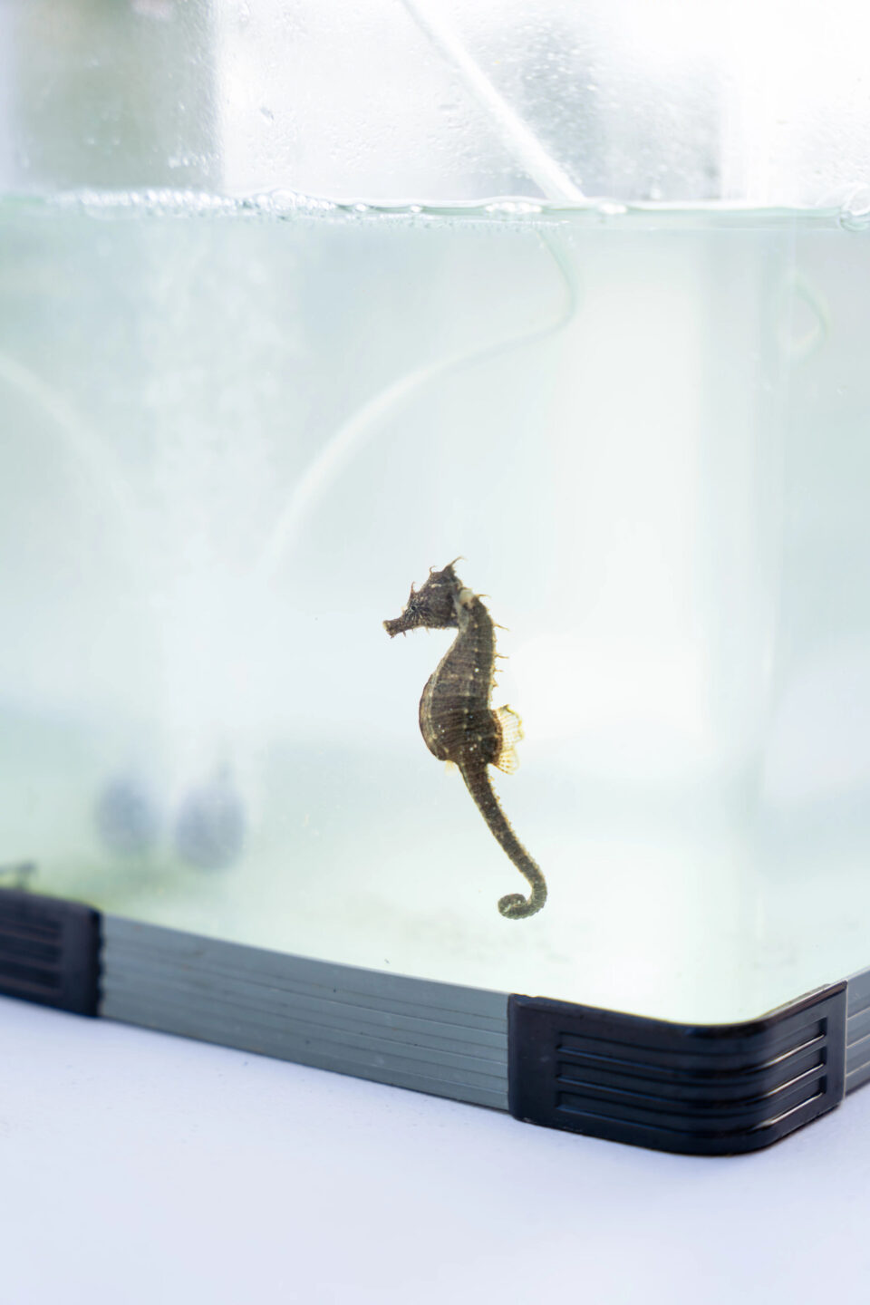 seahorse
