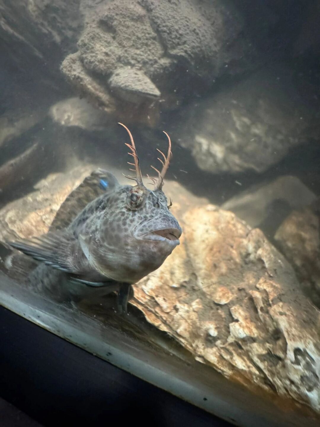 A blenny fish swims inside an aquarium tank