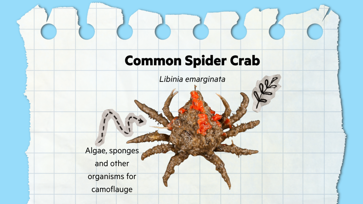 common spider crab informational graphic