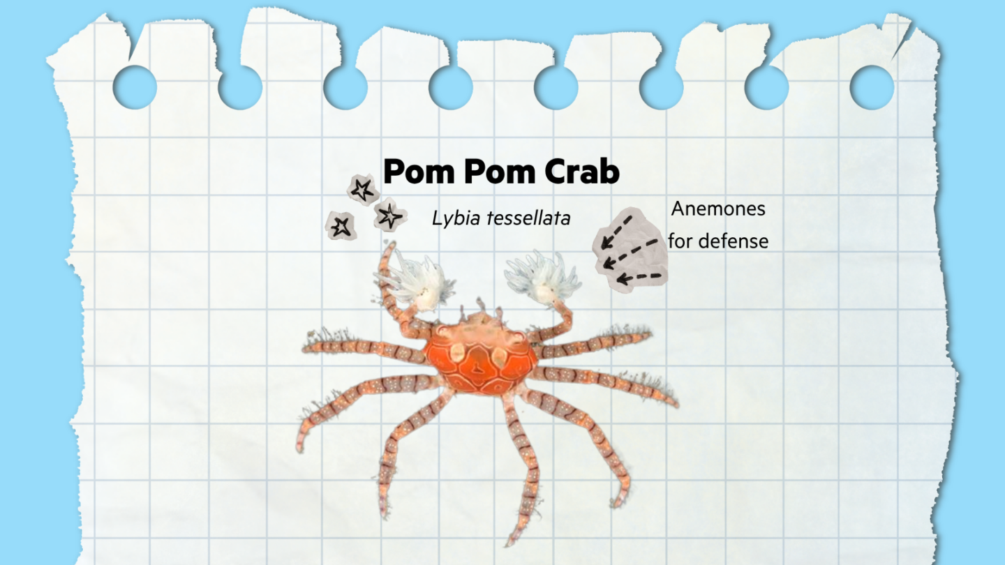 pom-pom crab informational graphic