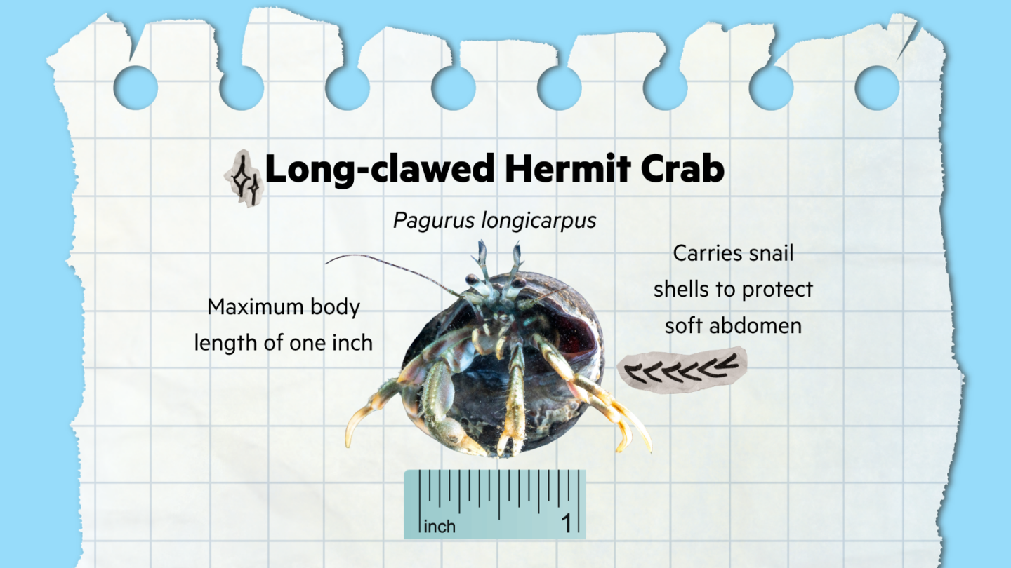 long-clawed Hermit Crab crab informational graphic