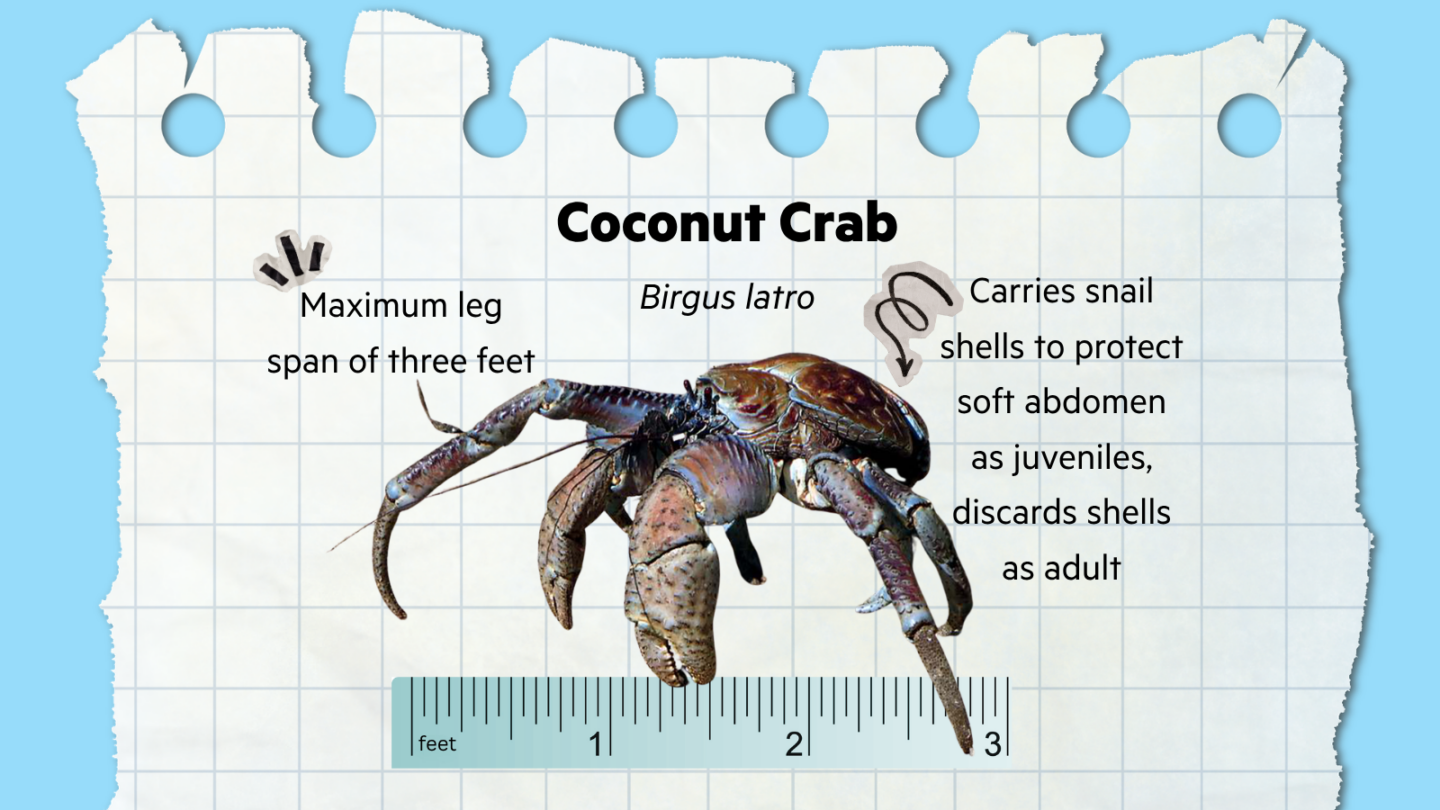 Coconut crab informational graphic